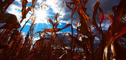 epis de maîs ciel ensoleillé